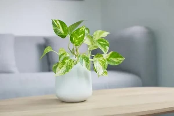 تصویر 6 از قیمت گلدان پلاستیکی اپارتمانی + خرید باور نکردنی